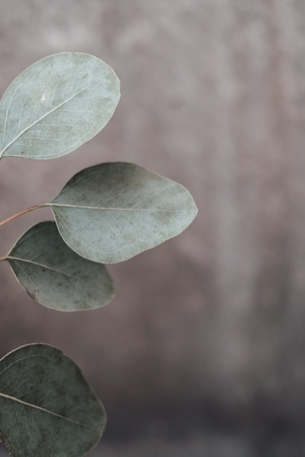 Eukalyptus Pflanze auf erdigen Hintergrund